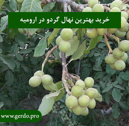 خرید نهال گردو در ارومیه