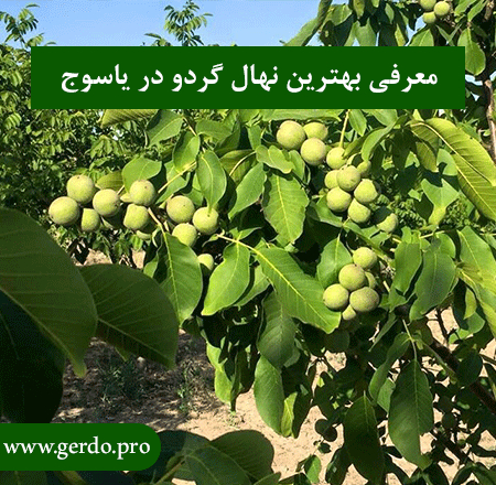 بهترین نهال گردو در کهگیلویه و بویر احمد