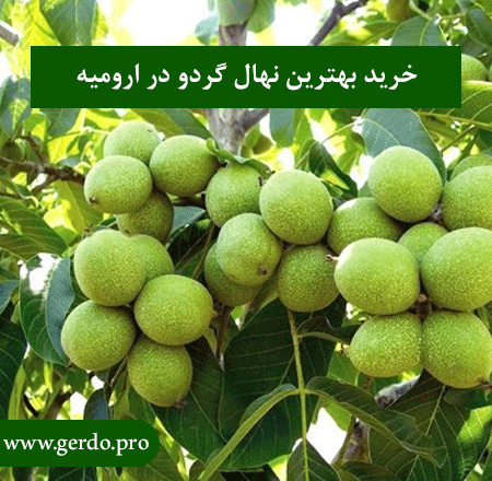 نهال گردو در آذربایجان غربی