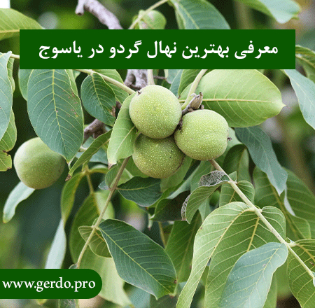 معرفی نهال گردو در یاسوج