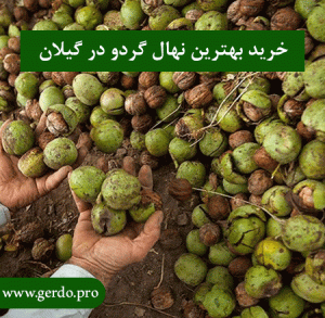 خرید بهترین نهال گردو در گیلان