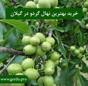 بهترین نهال گردو در گیلان
