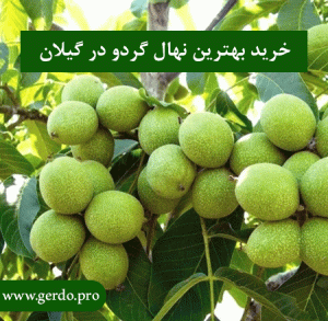 نهال گردو در گیلان