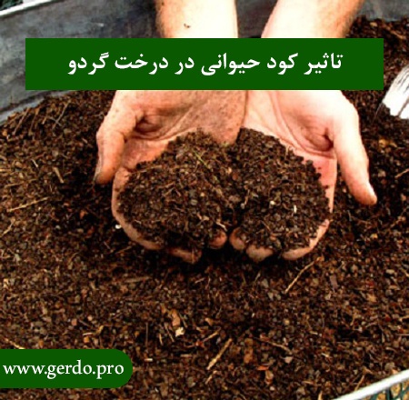 آیا کود حیوانی در درخت گردو موثر است