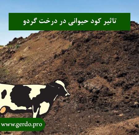 تاثیر کود حیوانی در درخت گردو