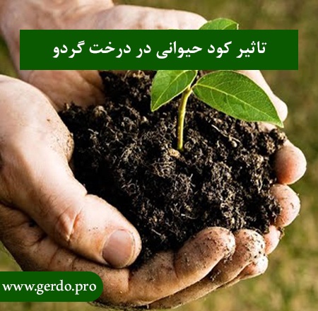 آیا کود حیوانی برای درخت گردو خوب است