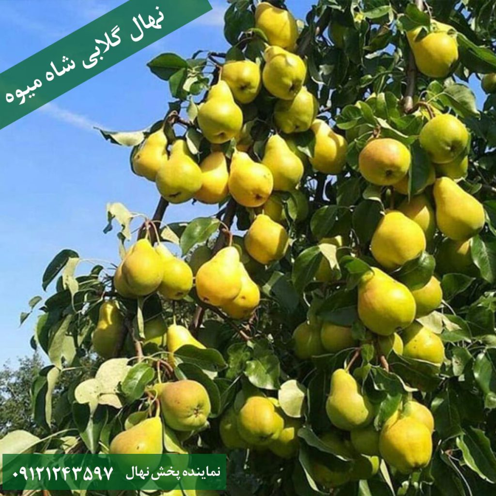 نهال گلابی شاه میوه