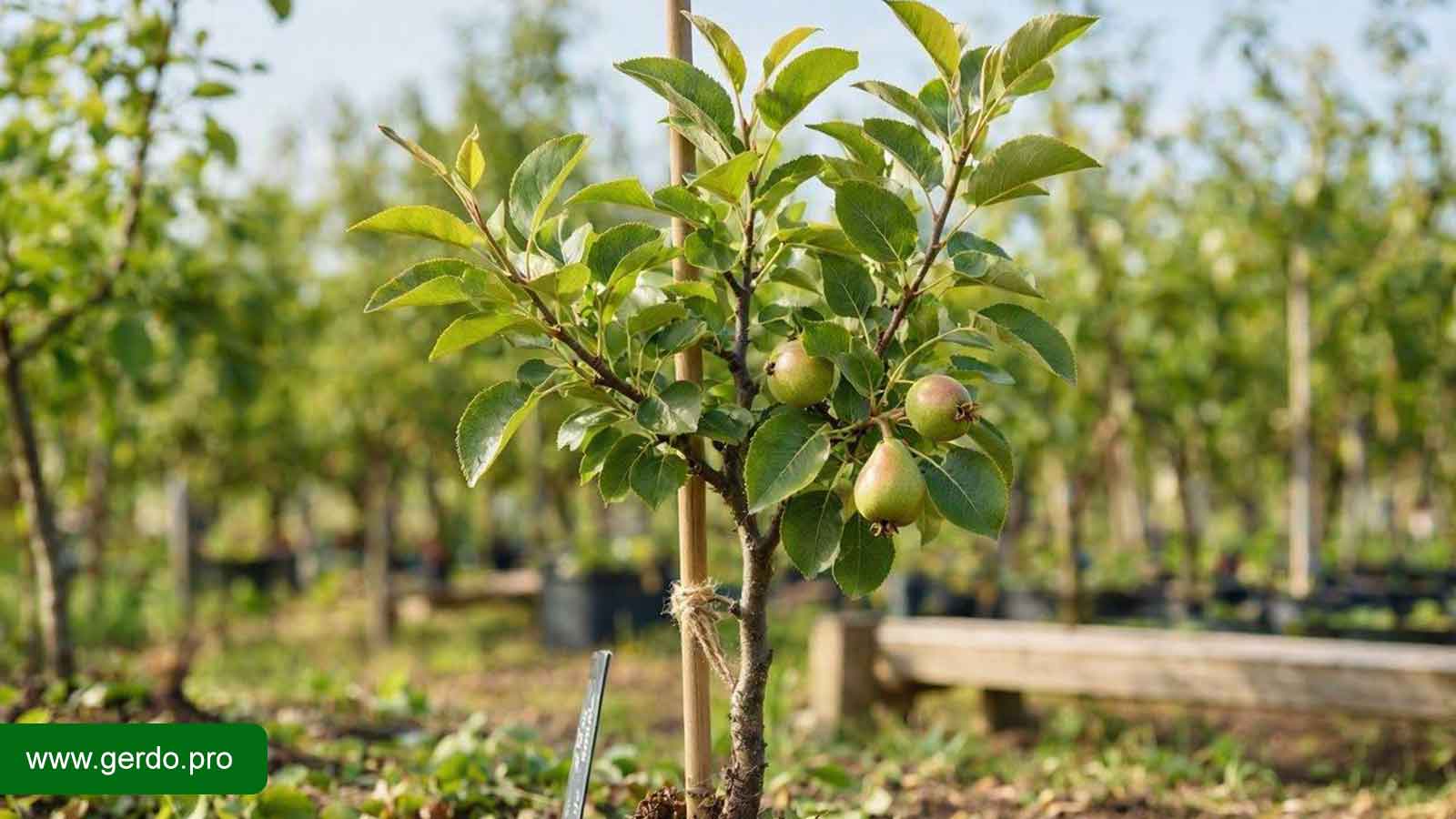 نهال گلابی آنجو اصلاح شده