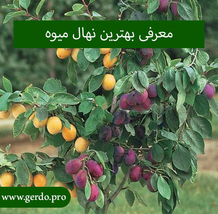 معرفی بهترین نهال میوه