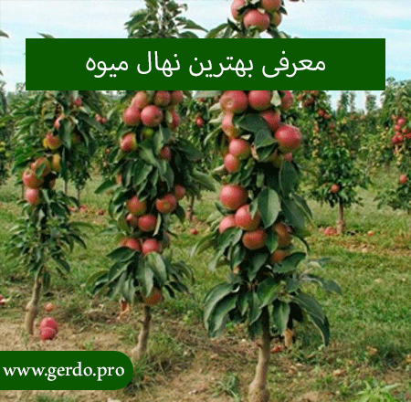 بهترین نهال میوه کدام است