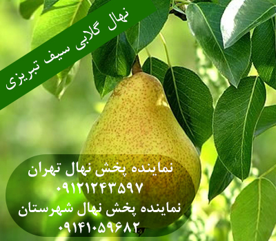 خرید نهال گلابی سیف تبریزی