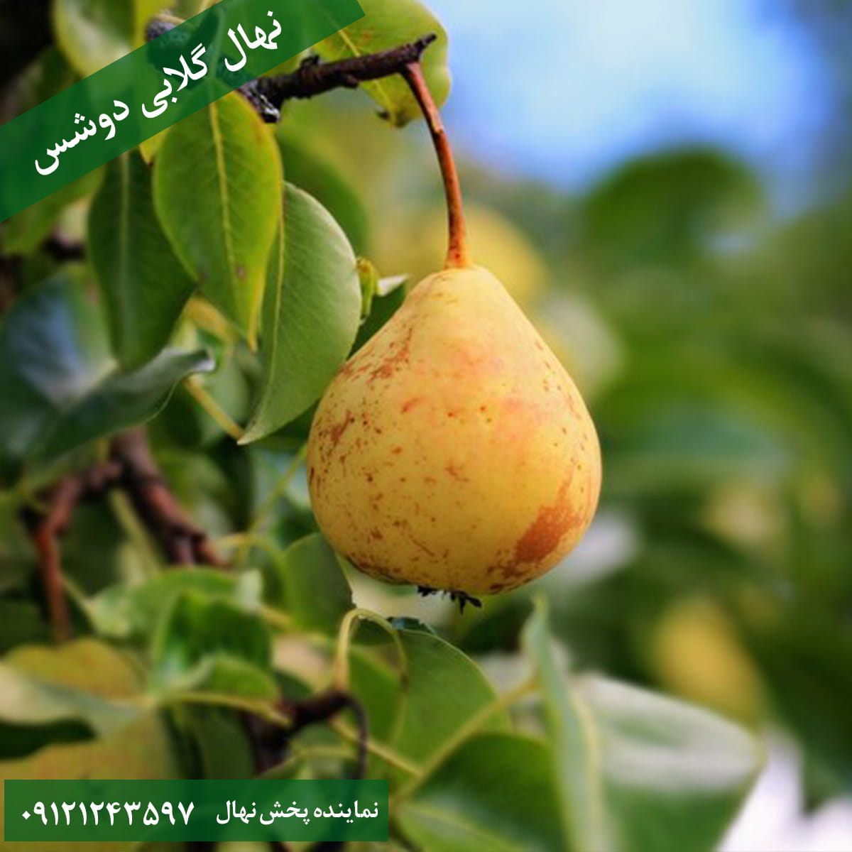نهال گلابی ویلیامز دوشس نهال گلابی ویلیامز دوشس
