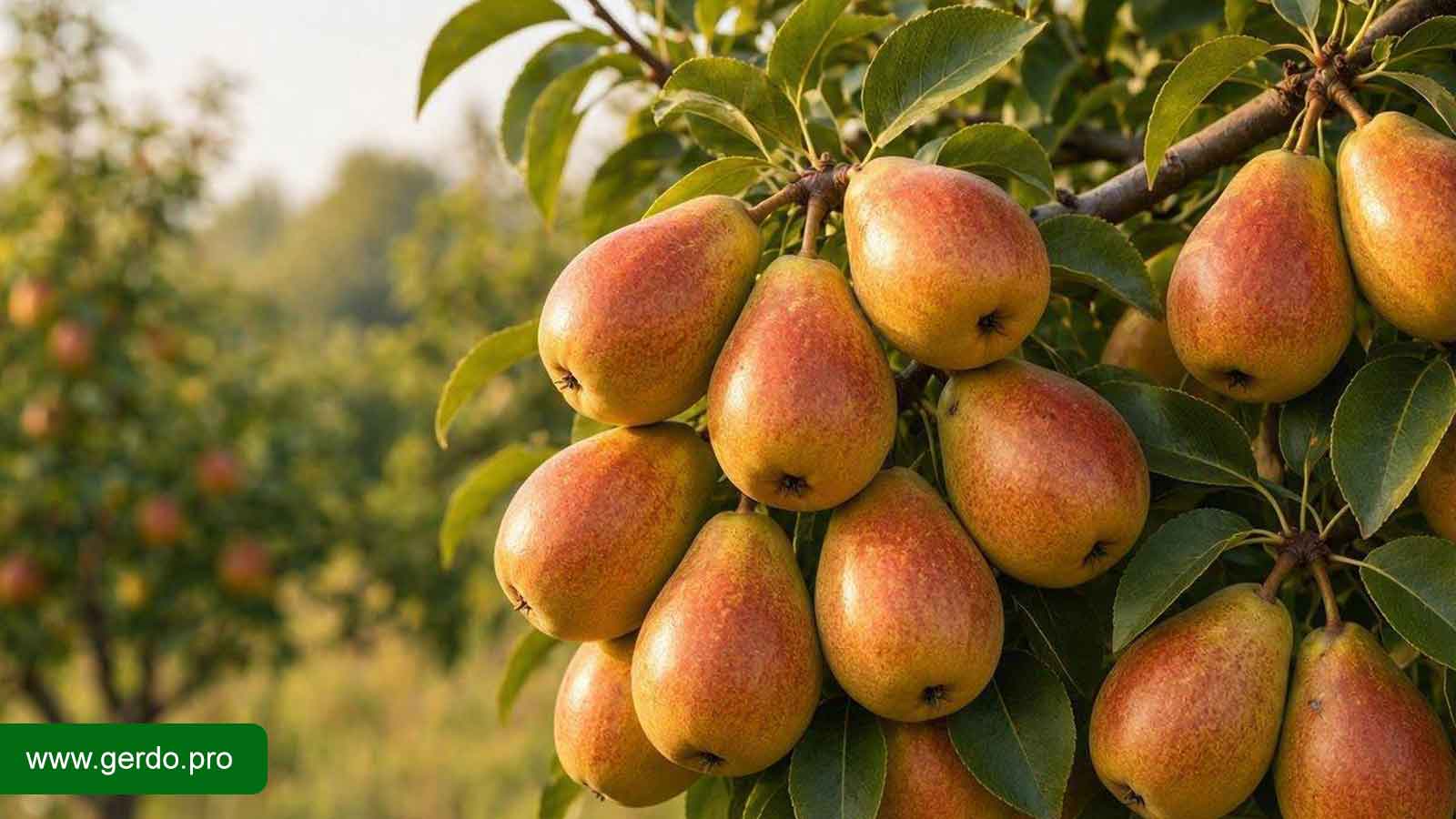 خرید نهال گلابی سیف تبریزی