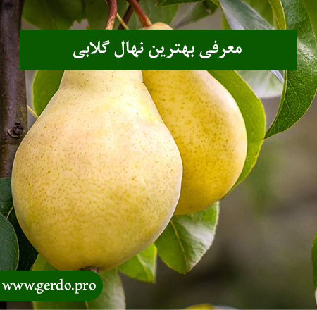 خرید بهترین نهال گلابی