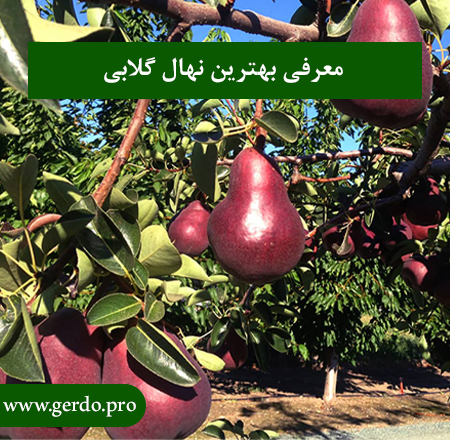 خرید بهترین نهال گلابی 