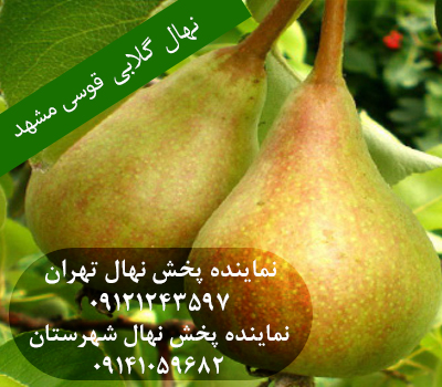 خرید نهال گلابی قوسی مشهد