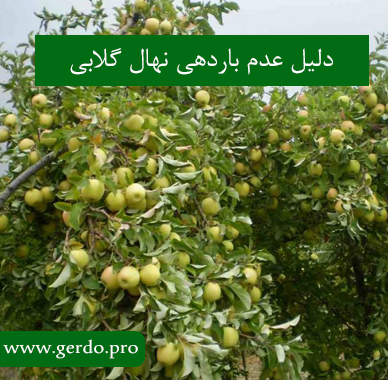 چرا نهال گلابی بار نمی دهد