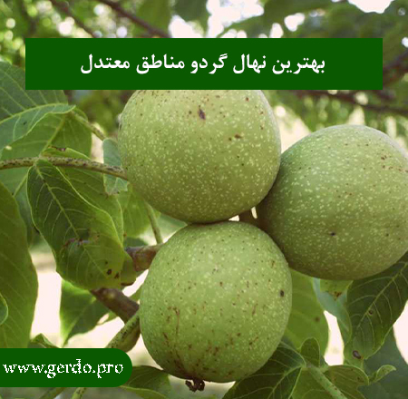 نهال گردو مناطق معتدل