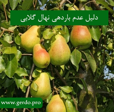 چرا درخت گلابی میوه نمی دهد