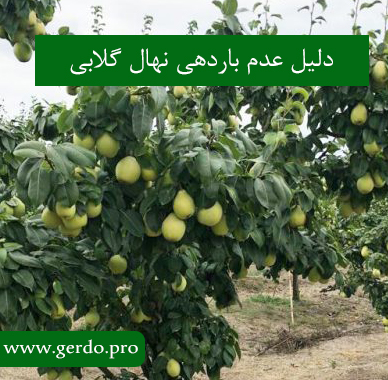 دلیل عدم باردهی نهال گلابی چیست