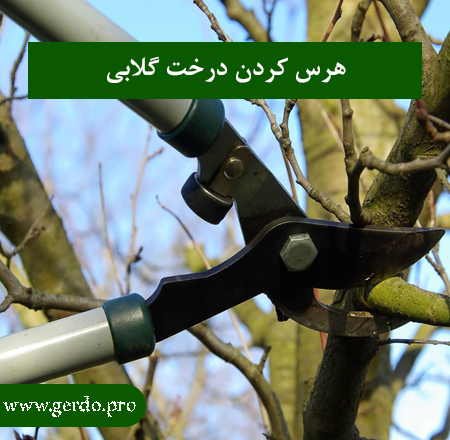 آیا درخت گلابی را هرس می کنند؟