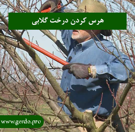 هرس درخت گلابی