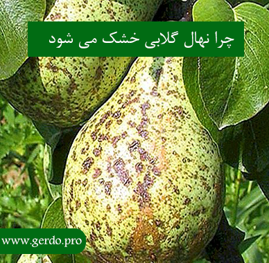 از دلایل خشک شدن درخت گلابی