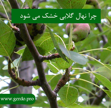 چرا نهال گلابی خشک می شود