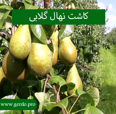 کاشت درخت گلابی