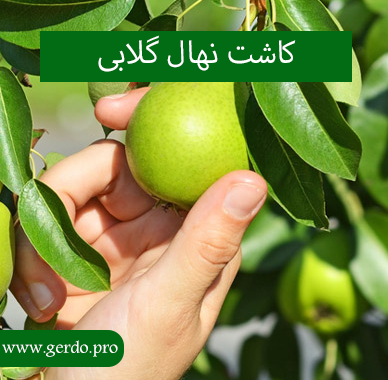 کاشت درخت گلابی