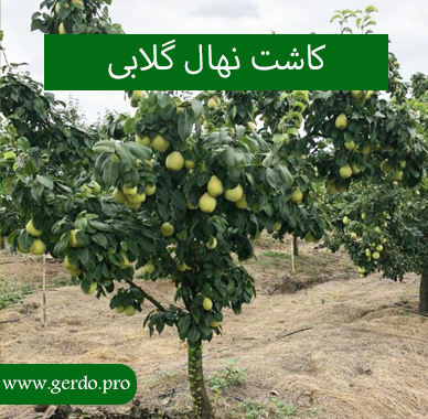 کاشت نهال گلابی