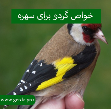 خاصیت گردو برای سهره