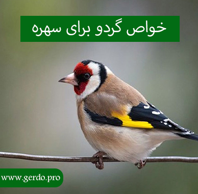 خواص گردو برای سهره