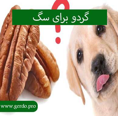 گردو برای سگ