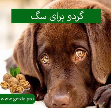 گردو برای سگ
