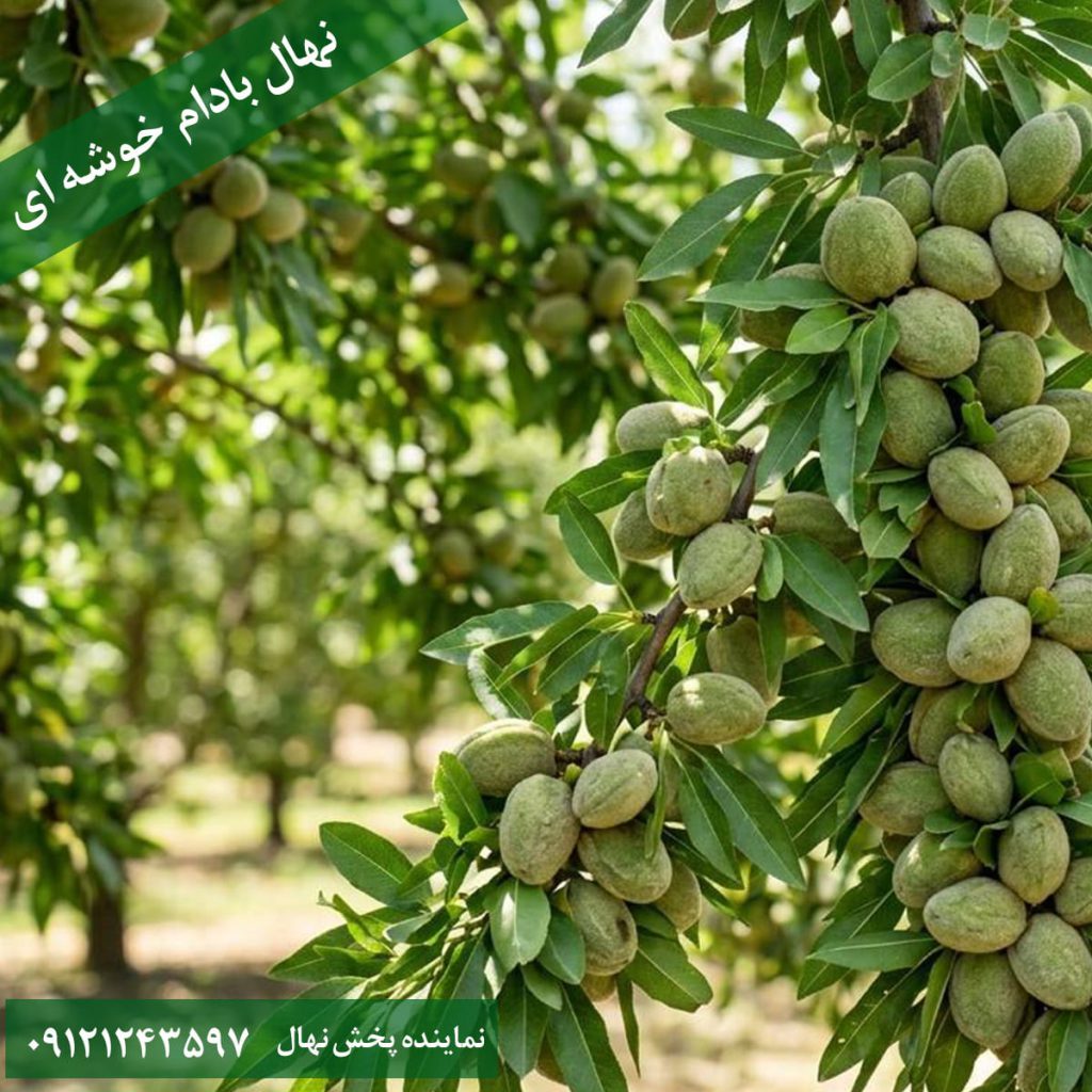 نهال بادام خوشه ای