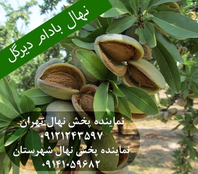 خرید نهال بادام دیرگل