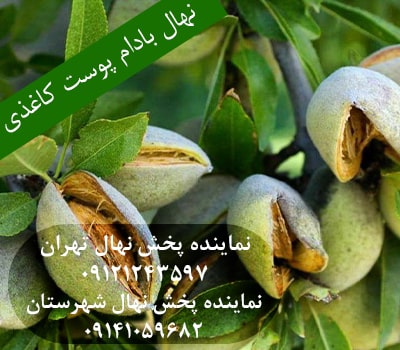 خرید نهال بادام پوست کاغذی