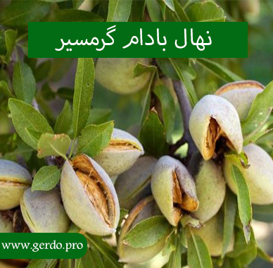 خرید نهال بادام گرمسیر