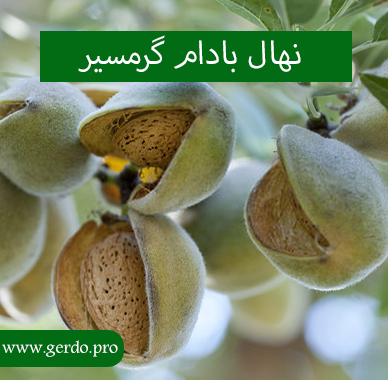 خرید بهترین نهال بادام گرمسیر