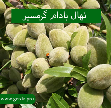 معرفی نهال بادام گرمسیر