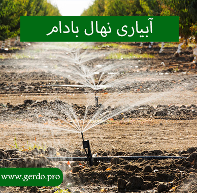 آبیاری نهال بادام