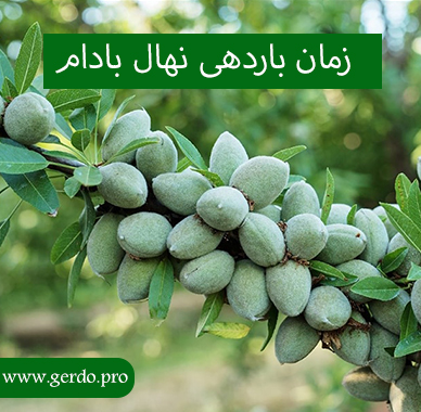 نهال بادام بعد از چند سال بار می دهد