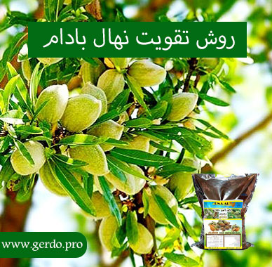 تقویت نهال بادام