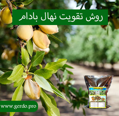 برای رشد نهال بادام چه باید کرد ؟