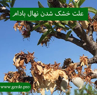 چرا نهال بادام خشک می شود