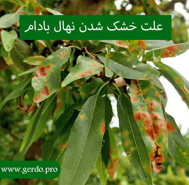 علت خشک شدن درخت بادام چیست