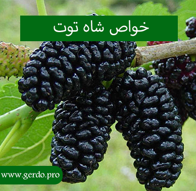 خواص شاه توت