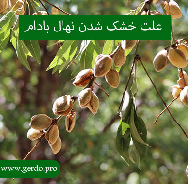 چرا درخت بادام خشک می شود