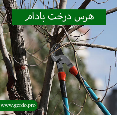 هرس درخت بادام